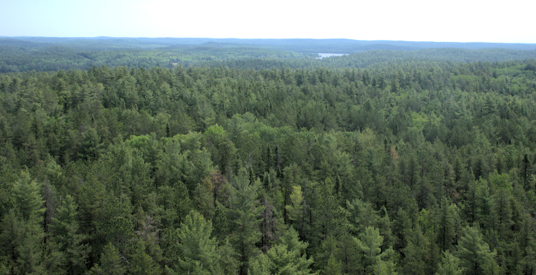 Overlooking trees 