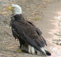 Bald Eagle at MacLeaod 