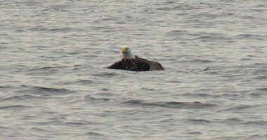 Bald Eagle swimming 