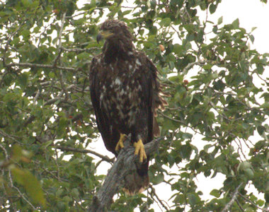 Young bald eagle waiting on branch 