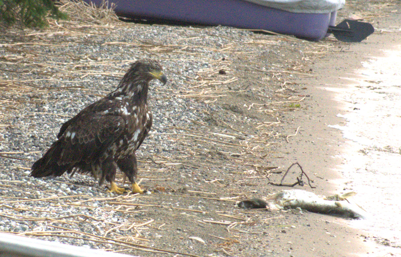 Young bald eagle eating fish 