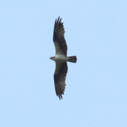 Osprey 