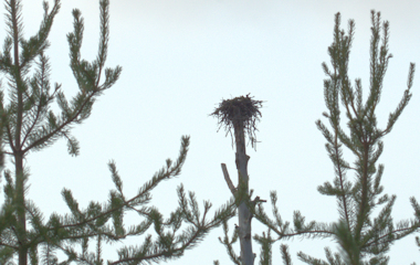 Osprey nest 