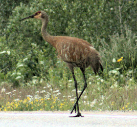 Sand Hill Crane 