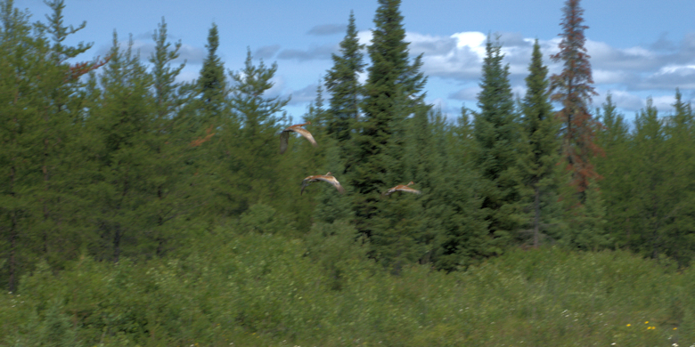 Sand Hill Crane hiding in the shrubs 