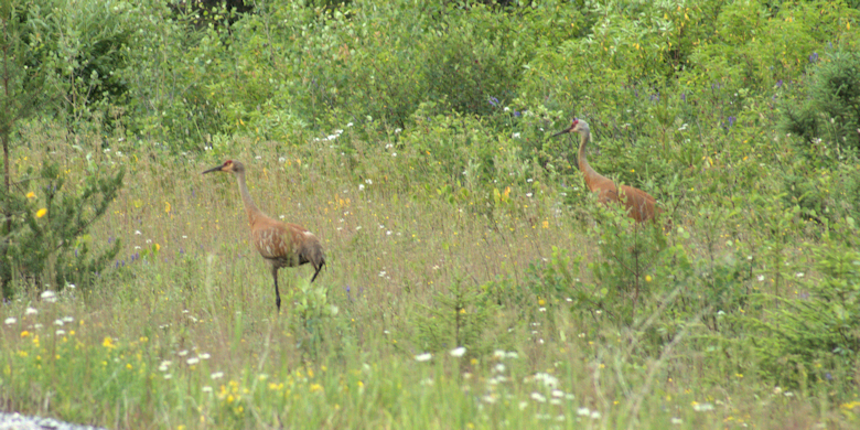 Sand Hill Crane flying away 