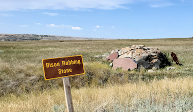 Bison Rubbing Stone 