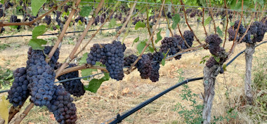 Grapes from a vineyard 