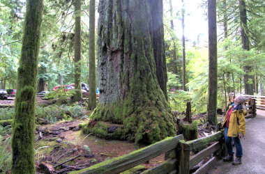 Cathedral Grove Park 