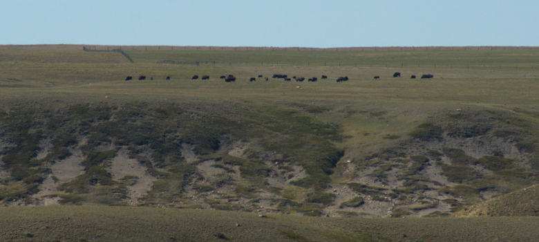 bison in the distance 