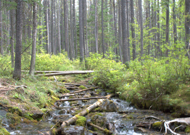 O'Shaughnessy Falls Trail