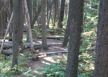 O'Shaughnessy Falls Trail 