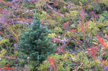 Along Highwood Meadow Trail 