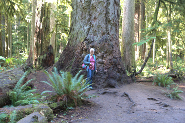 Cathedral Grove 