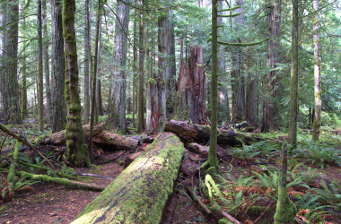 The West Coast & the rain forest