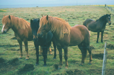 Horses in Iceland