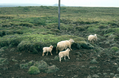 Sheep in Iceland 