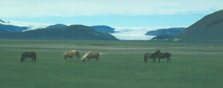 Horses and Glacier