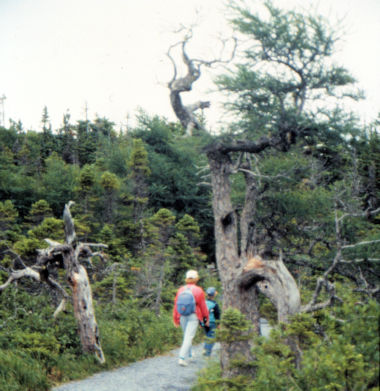 Hike in Newfoundland 