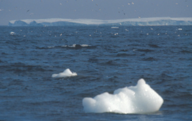 Iceberg in the Gulf of St. Lawrence 