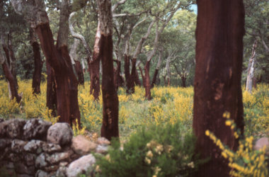 Somewhere in Corsica 1983