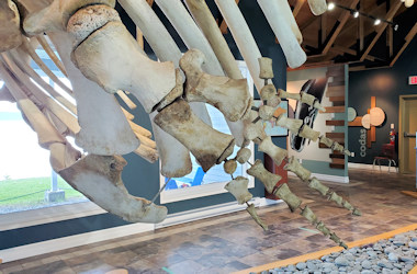 Triton Sperm Whale Exhibit