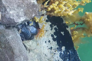 Wild mussles for picking