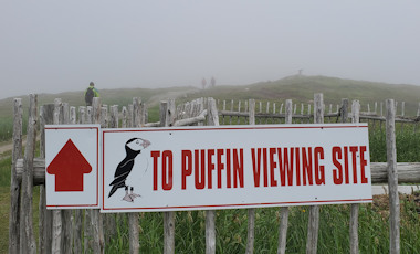 Elliston Puffin Viewing Site 