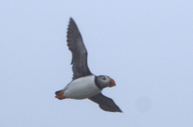 puffin