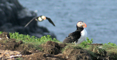 puffin