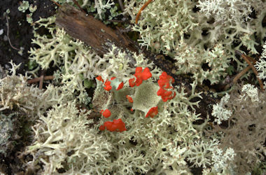 Lichens around the Fire Tower