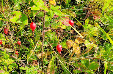 Rose Hip along Missinaibi River