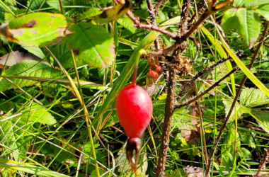 Wild Roses in Ontario 