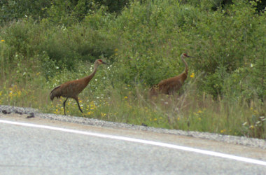 Nagagamisis Provincial Park