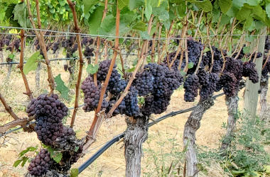 Wine Tour in the Okanagan