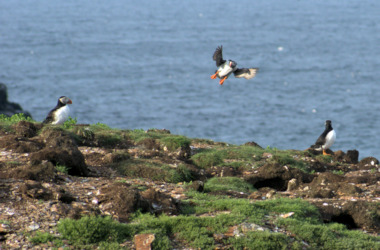Bonavista Peninsula